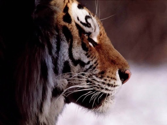 Free Send to Mobile Phone Tigers Animals wallpaper num.26