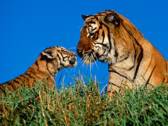 Free Send to Mobile Phone Tigers Animals wallpaper num.32
