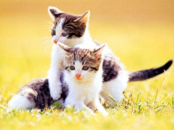 Free Send to Mobile Phone Cats Animals wallpaper num.18