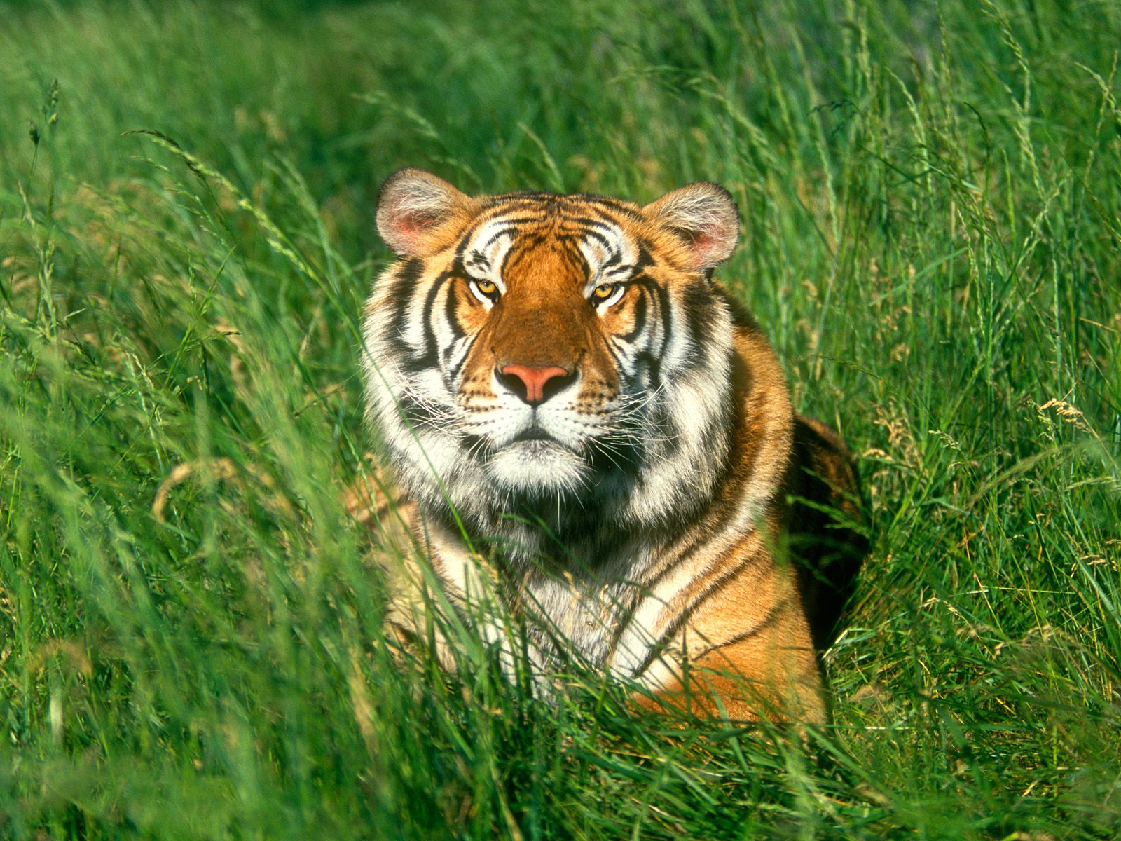 Download full size Tigers wallpaper / Animals / 1600x1200