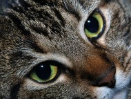 big-eyed / Cats