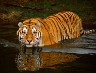 Download HQ Tigers  / Animals
