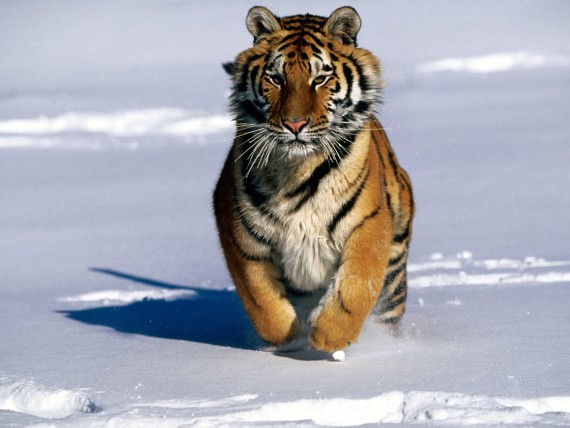 Free Send to Mobile Phone Tigers Animals wallpaper num.98