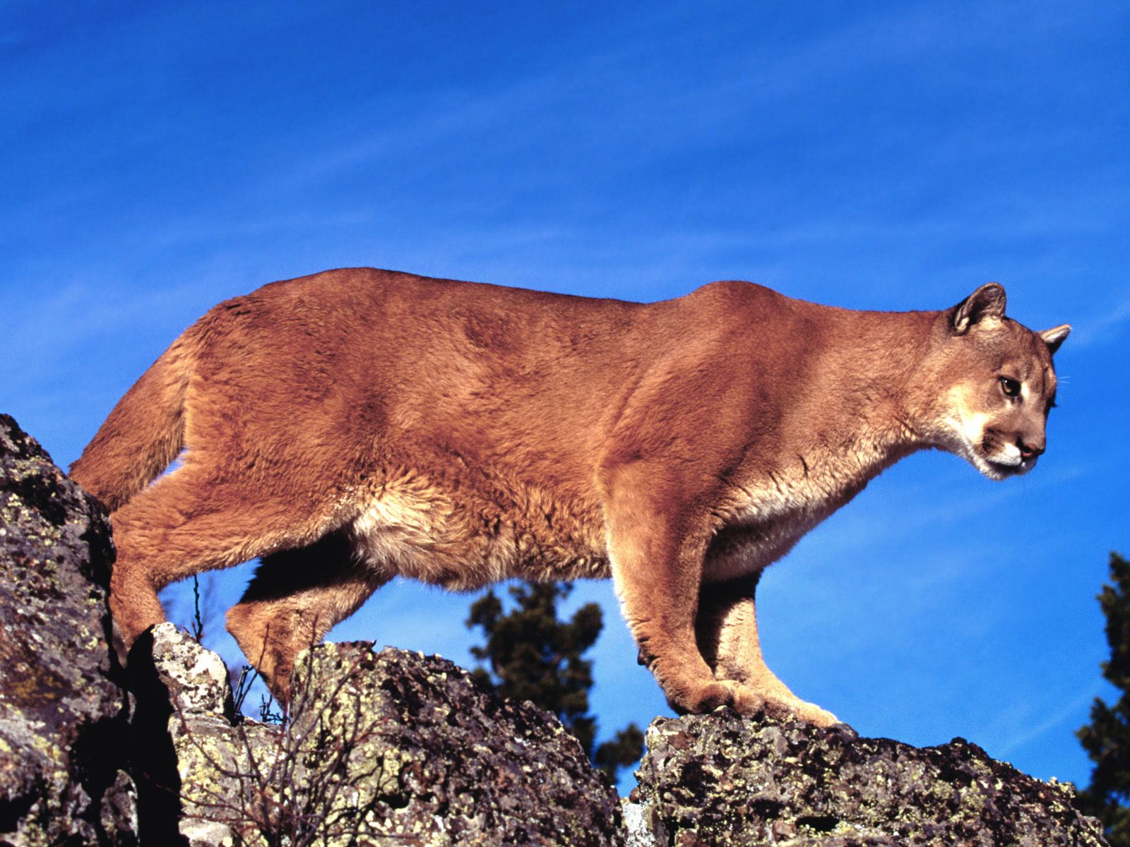 Download HQ Lynxes wallpaper / Animals / 1600x1200