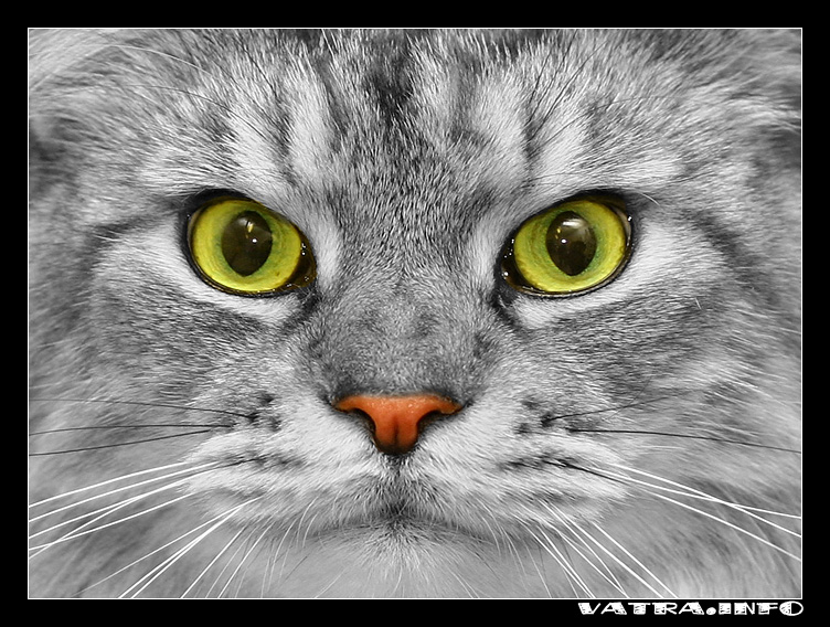 Download Cats / Animals wallpaper / 752x568