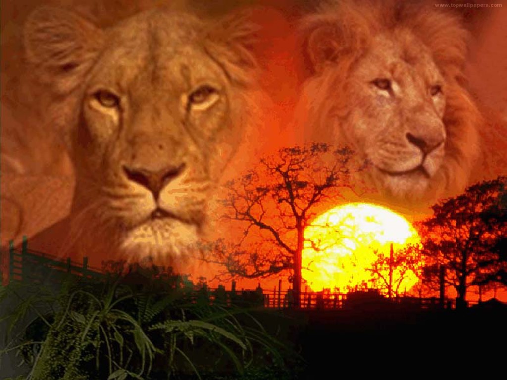 Download Lions / Animals wallpaper / 1024x768