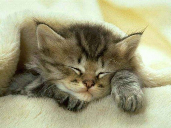 Free Send to Mobile Phone sleeping Cats wallpaper num.470