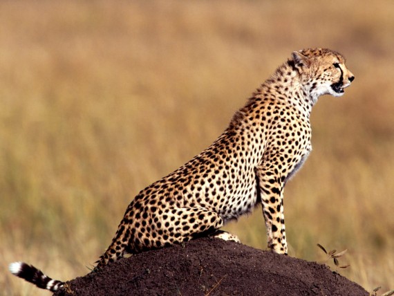 Free Send to Mobile Phone Leopards and Cheetahs Animals wallpaper num.238