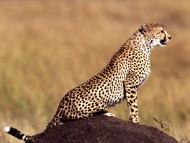 Download Leopards and Cheetahs / Animals
