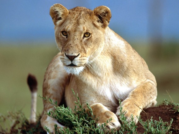 Free Send to Mobile Phone Lions Animals wallpaper num.240
