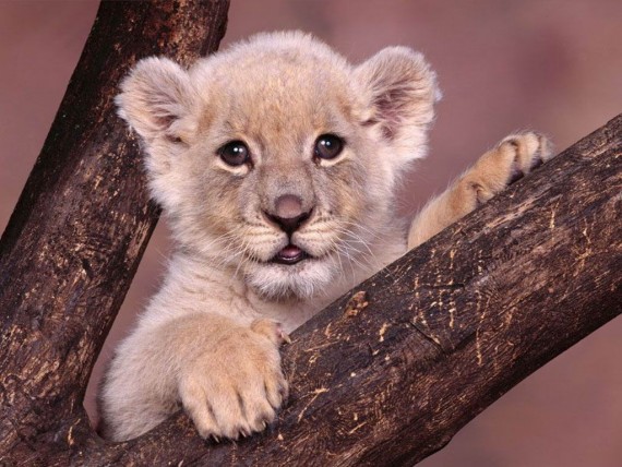 Free Send to Mobile Phone Lions Animals wallpaper num.19