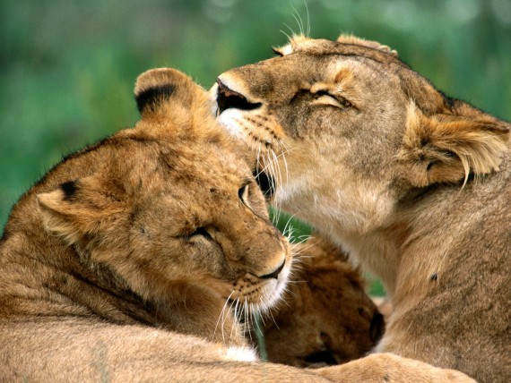 Free Send to Mobile Phone Lions Animals wallpaper num.55