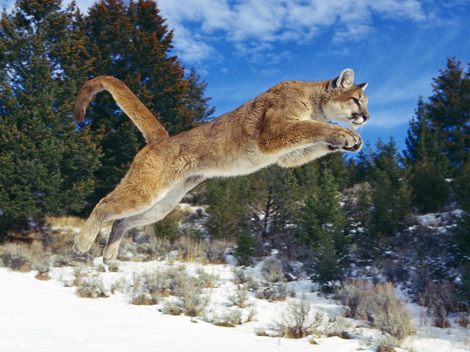 Download full size Lynxes wallpaper / Animals / 1600x1200