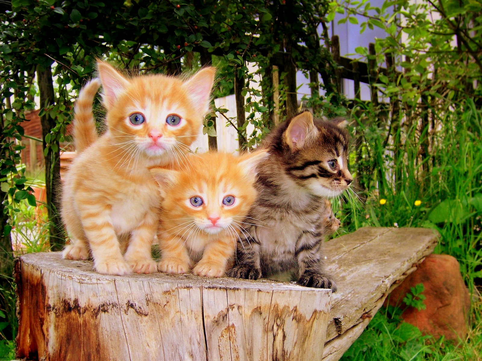 Download full size Cats wallpaper / Animals / 1600x1200