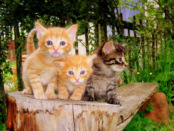 Free Send to Mobile Phone Cats Animals wallpaper num.488