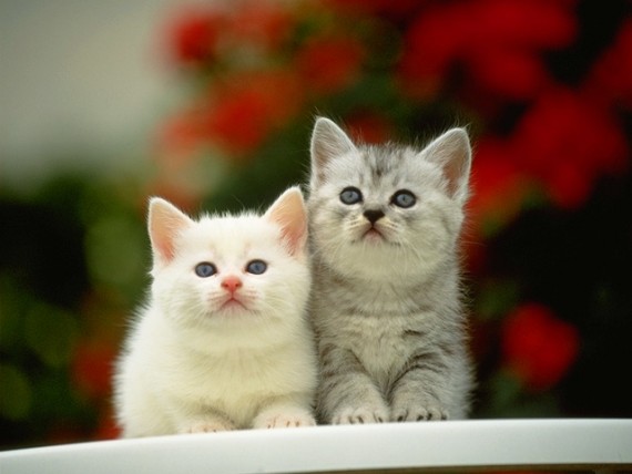 Free Send to Mobile Phone Cats Animals wallpaper num.348