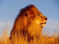Lions / Animals