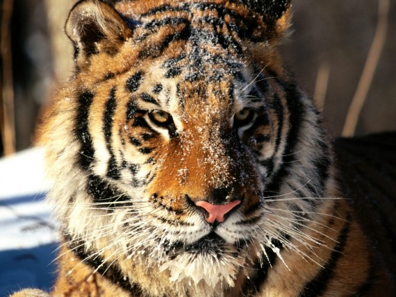 Free Send to Mobile Phone Tigers Animals wallpaper num.157