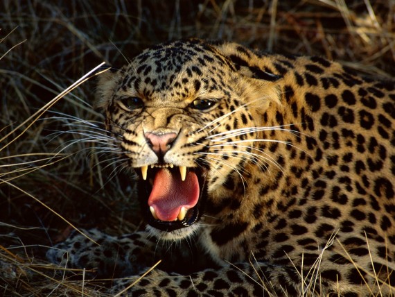 Free Send to Mobile Phone Leopards and Cheetahs Animals wallpaper num.273
