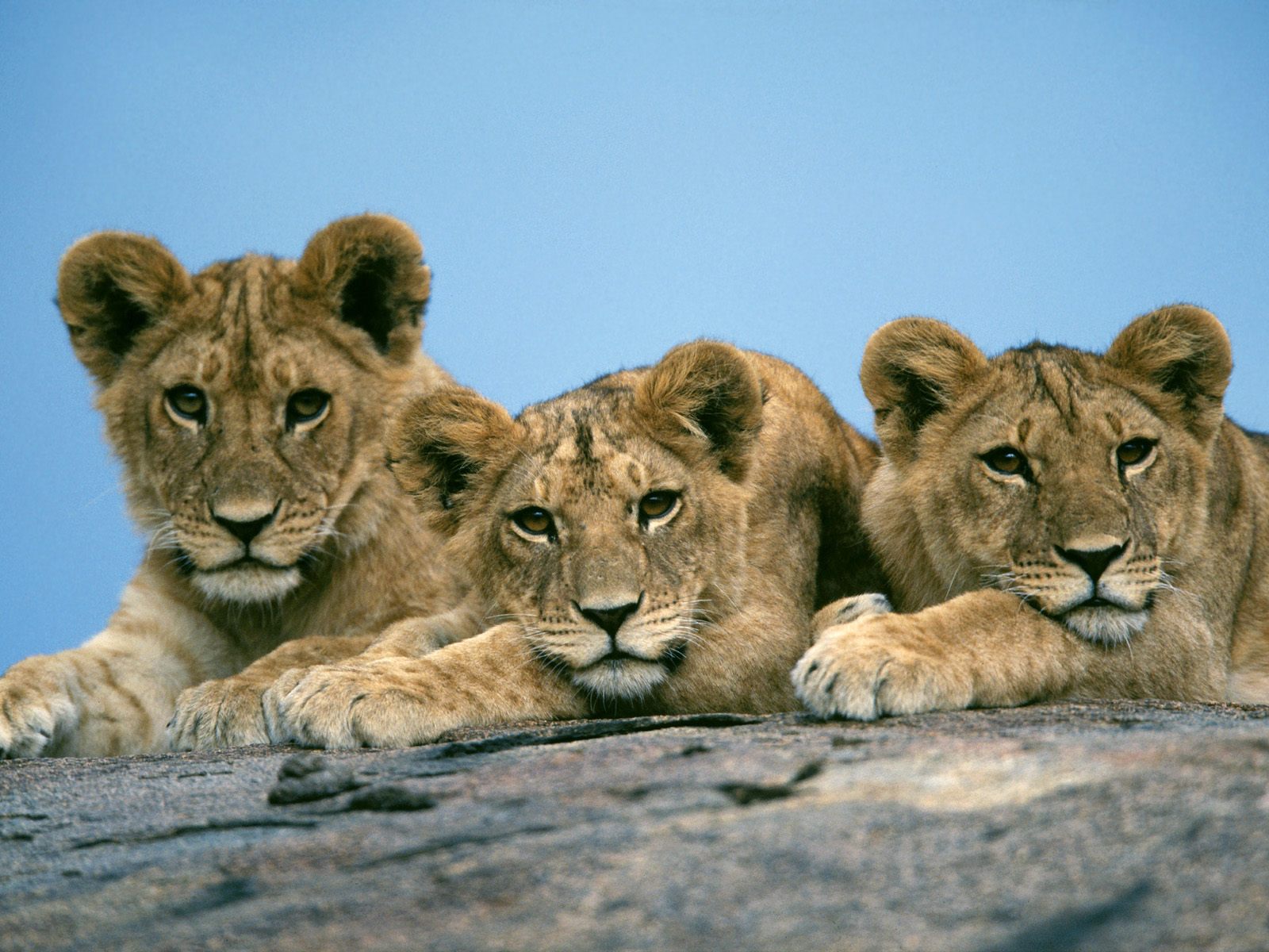 Download full size Lions wallpaper / Animals / 1600x1200