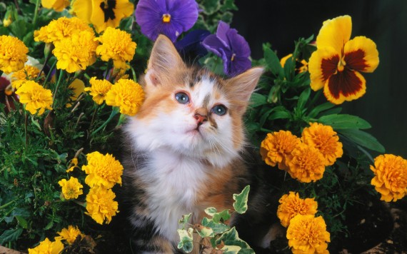 Free Send to Mobile Phone flower Cats wallpaper num.503