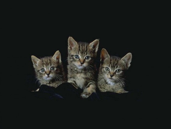 Free Send to Mobile Phone Cats Animals wallpaper num.14