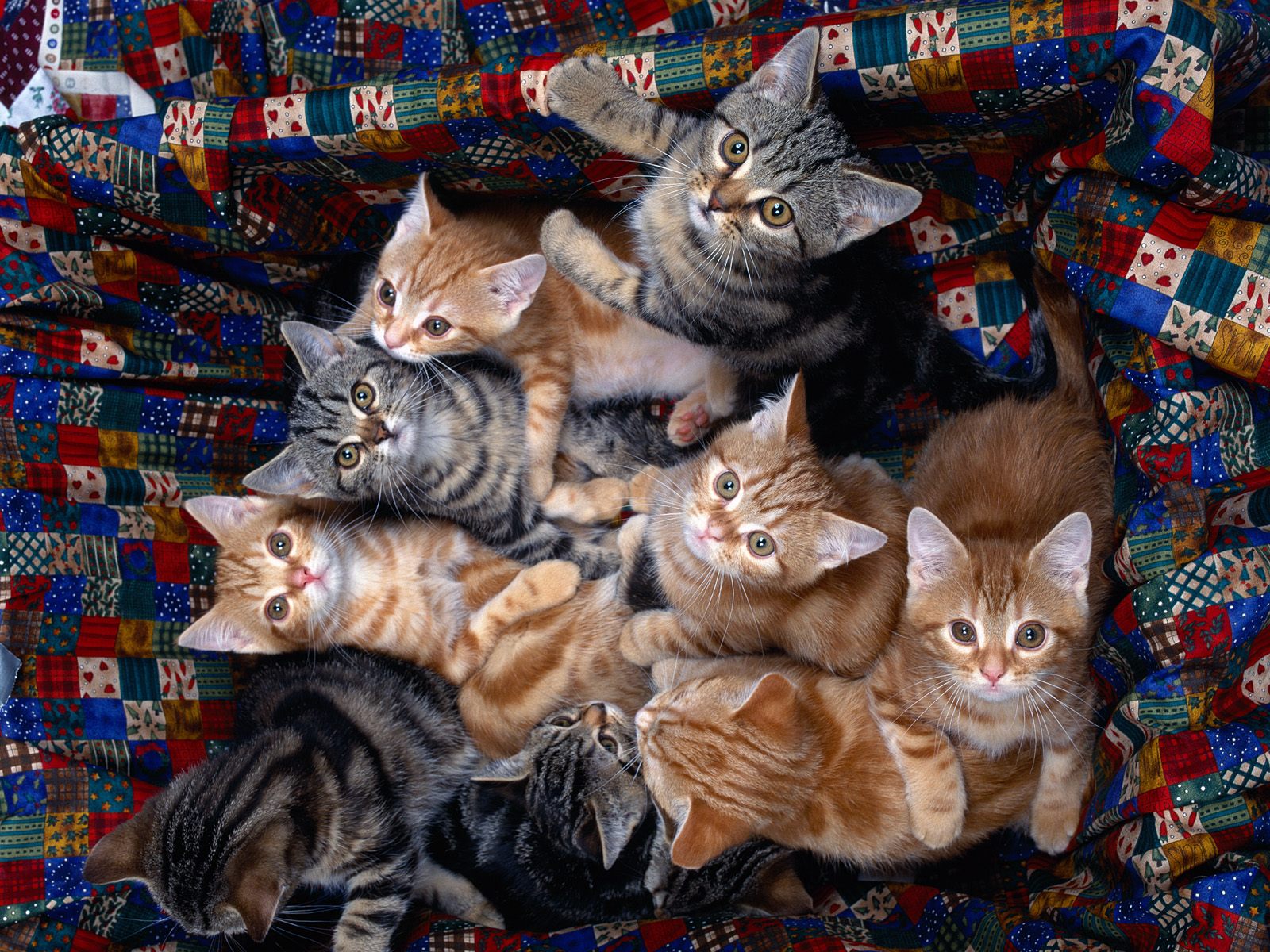 Download full size Cats wallpaper / Animals / 1600x1200