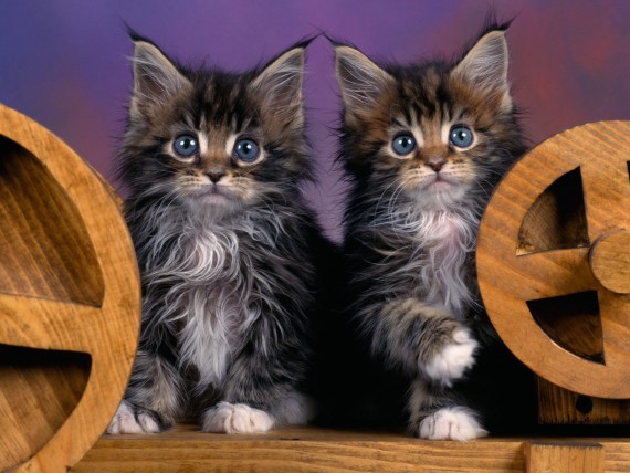 Free Send to Mobile Phone Cats Animals wallpaper num.197