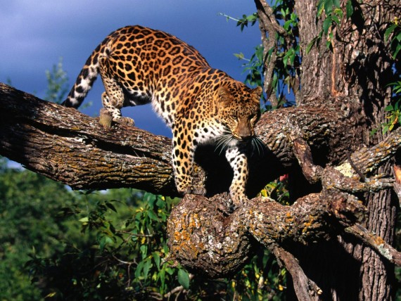 Free Send to Mobile Phone Leopards and Cheetahs Animals wallpaper num.305