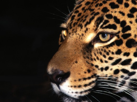Free Send to Mobile Phone Leopards and Cheetahs Animals wallpaper num.215