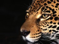 Leopards and Cheetahs / Animals