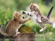 Download Cats Wallpapers / Cats