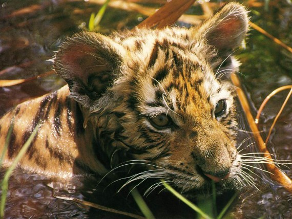 Free Send to Mobile Phone Tigers Animals wallpaper num.28