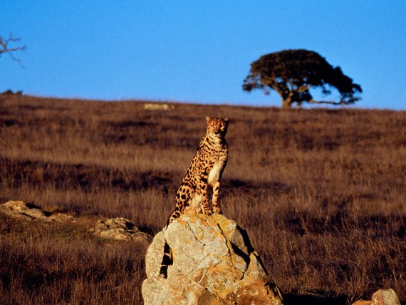 Free Send to Mobile Phone Leopards and Cheetahs Animals wallpaper num.167