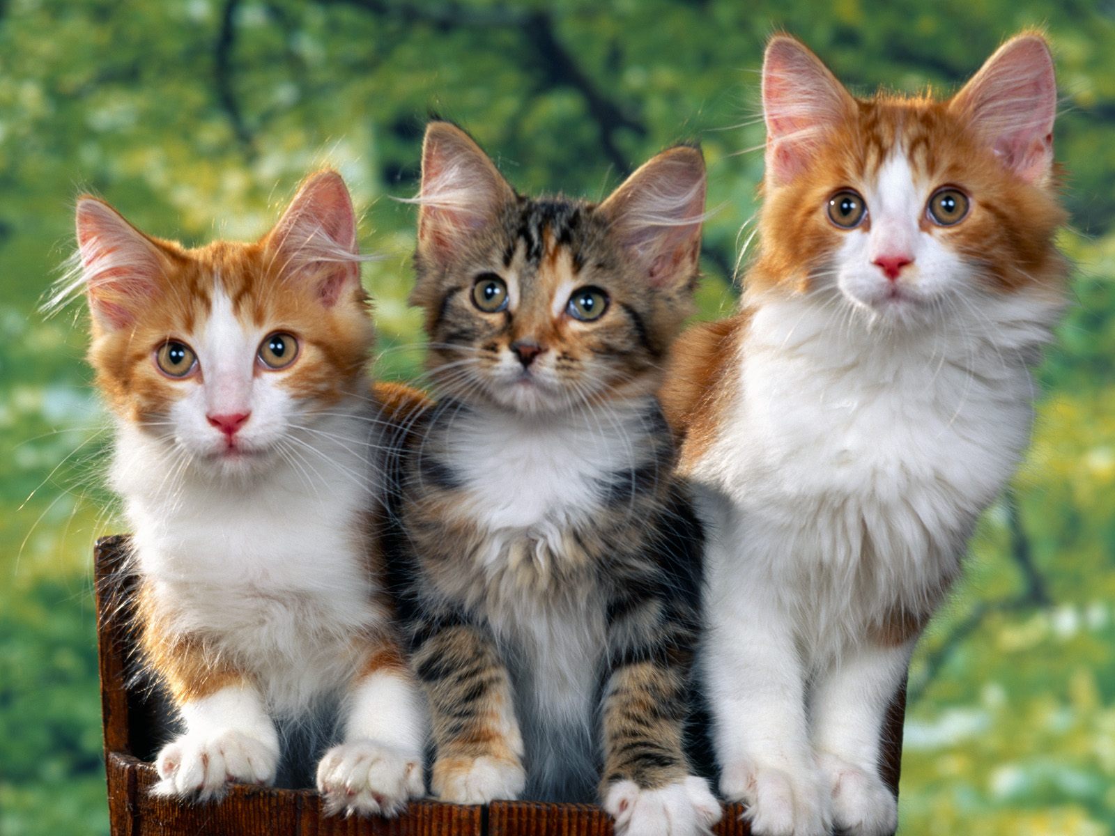 Download High quality Cats wallpaper / Animals / 1600x1200
