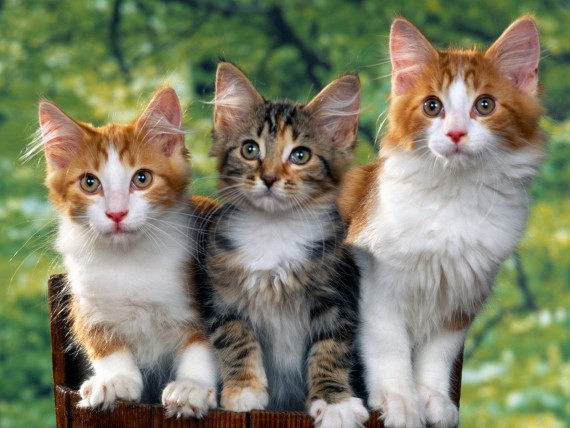 Free Send to Mobile Phone Cats Animals wallpaper num.288