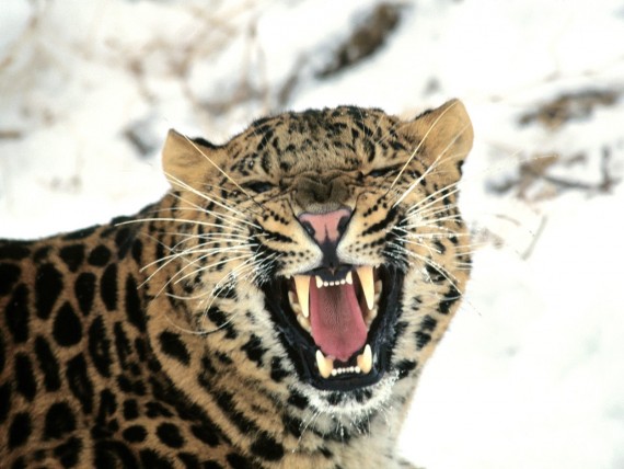Free Send to Mobile Phone Leopards and Cheetahs Animals wallpaper num.81