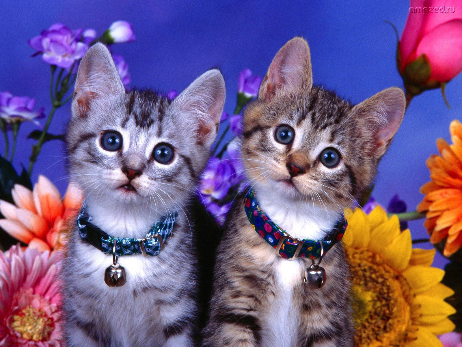 Download HQ two kittens Cats wallpaper / 1600x1200