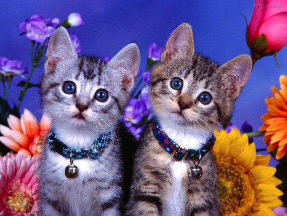 Free Send to Mobile Phone two kittens Cats wallpaper num.476