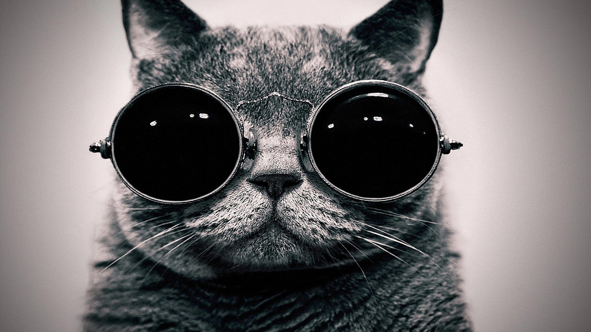 Download HQ black and wite cat with glasses Cats wallpaper / 1920x1080