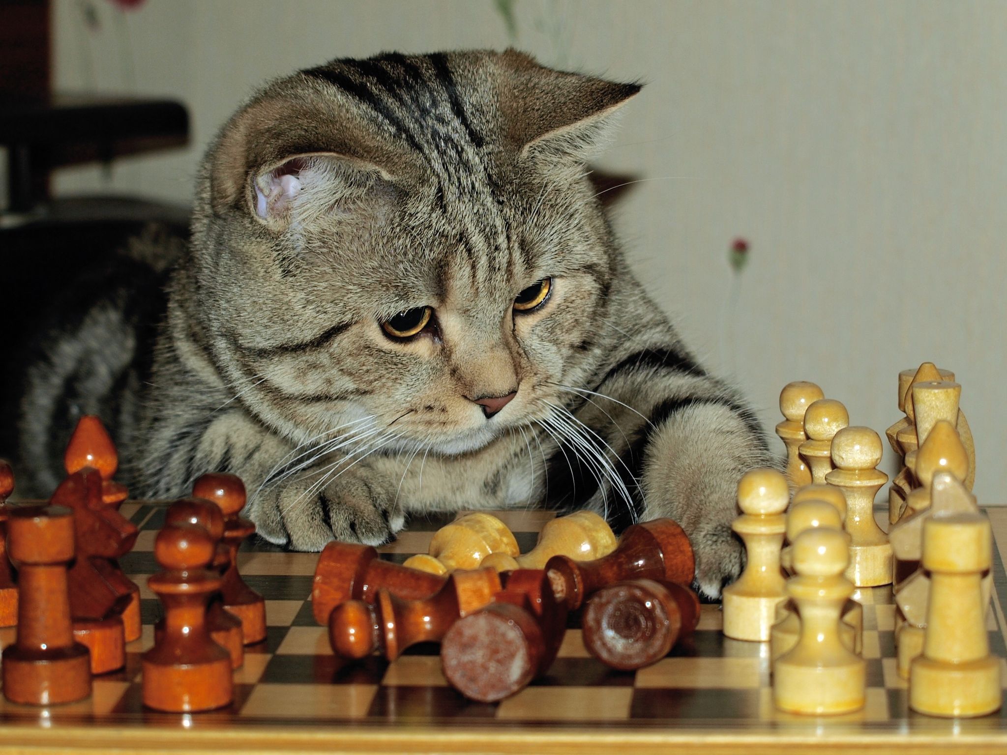 Download HQ Play chess Cats wallpaper / 2048x1536