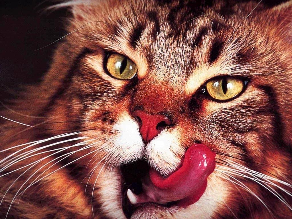 Download lick Cats wallpaper / 1024x768