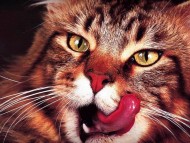 Download lick / Cats