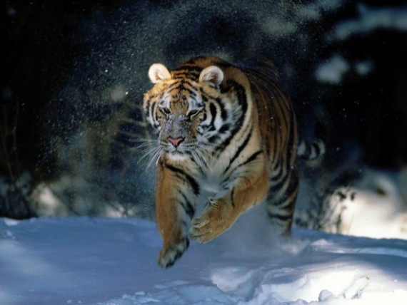 Free Send to Mobile Phone Tigers Animals wallpaper num.149