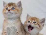 Download two kittens / Cats