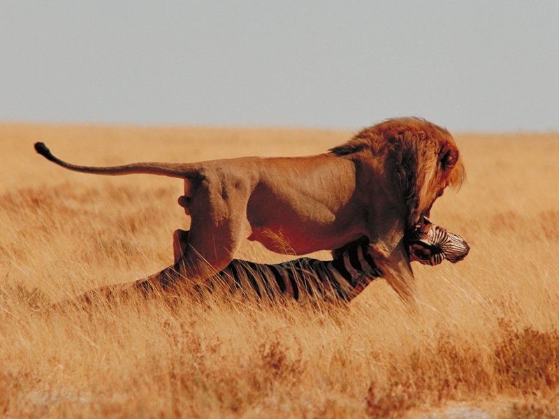 Download Lions / Animals wallpaper / 800x600