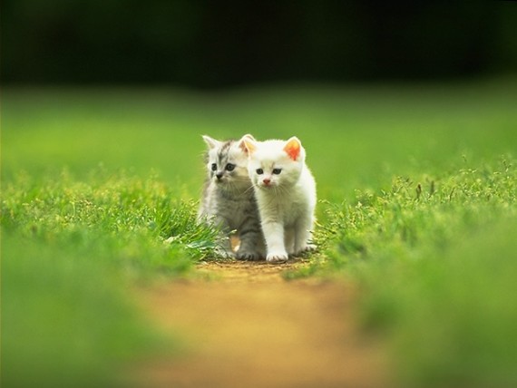 Free Send to Mobile Phone Cats Animals wallpaper num.345