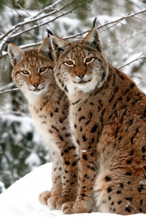 Free Send to Mobile Phone Lynxes Animals wallpaper num.367