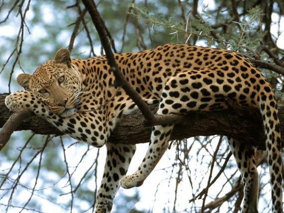 Free Send to Mobile Phone Leopards and Cheetahs Animals wallpaper num.91