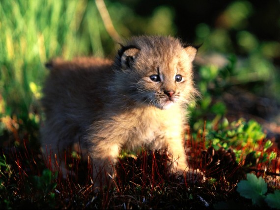 Free Send to Mobile Phone Lynxes Animals wallpaper num.83